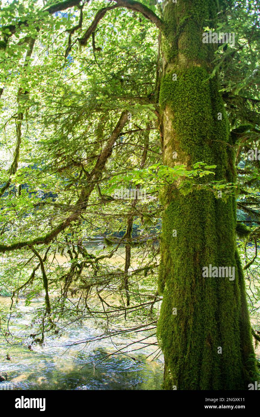 Von Moos überwachsene Bäume im Schweizer Jura Stock Photo