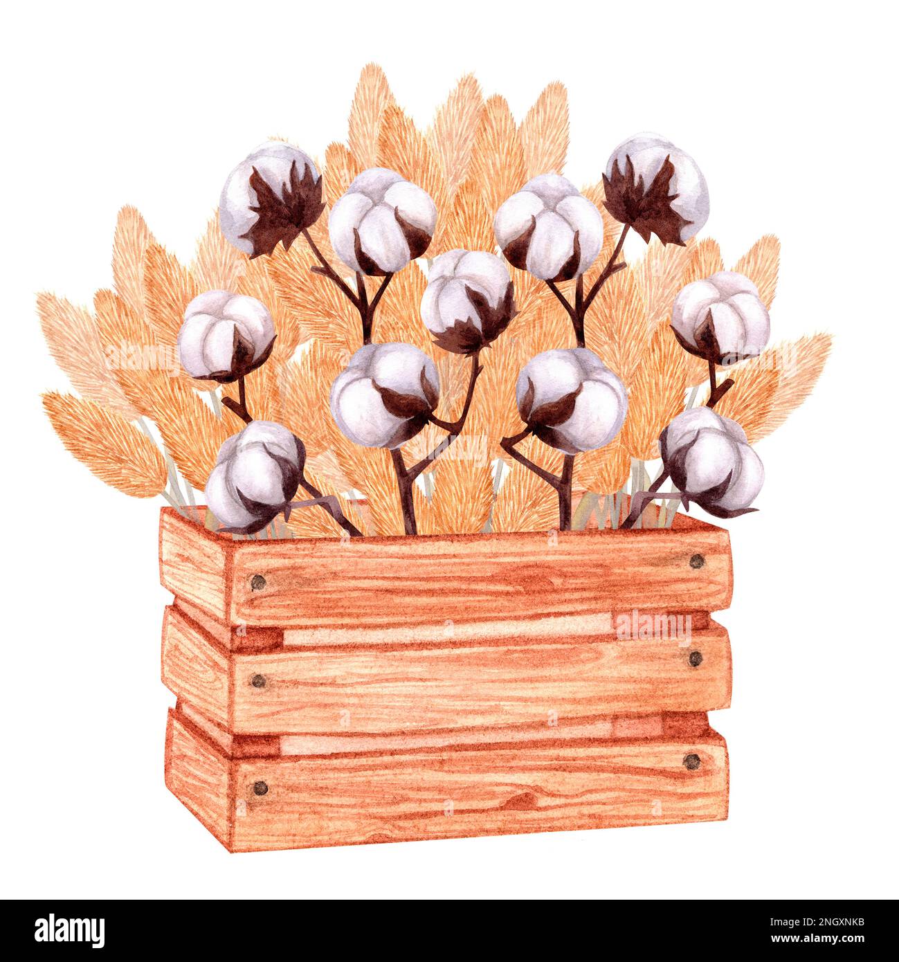 Wooden box with sprigs of cotton and yellow pampas grass. Hand-drawn ...