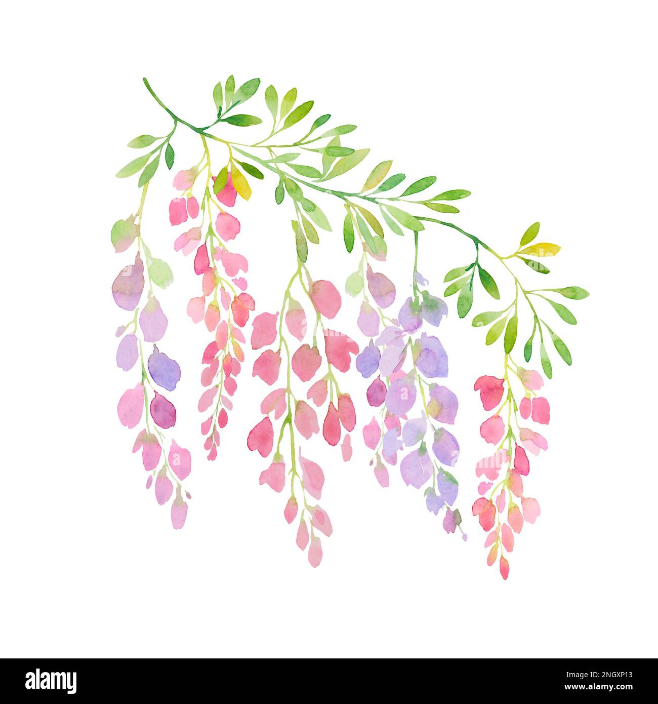 watercolor wisteria branch Stock Photo
