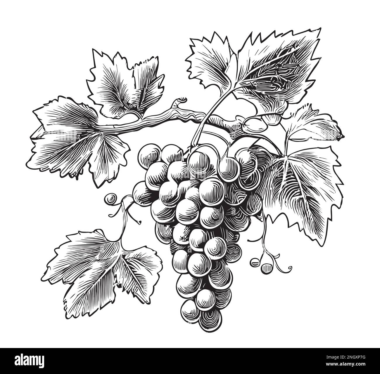 Bunch of grapes hand drawn sketch Vector illustration Fruits Stock