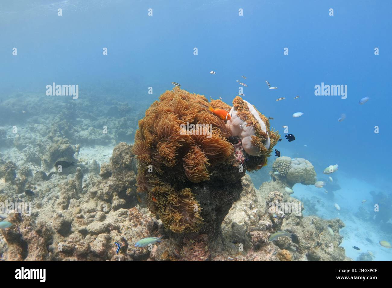 Colorful sea anemones on bleached coral reef. Effect of global warming Stock Photo