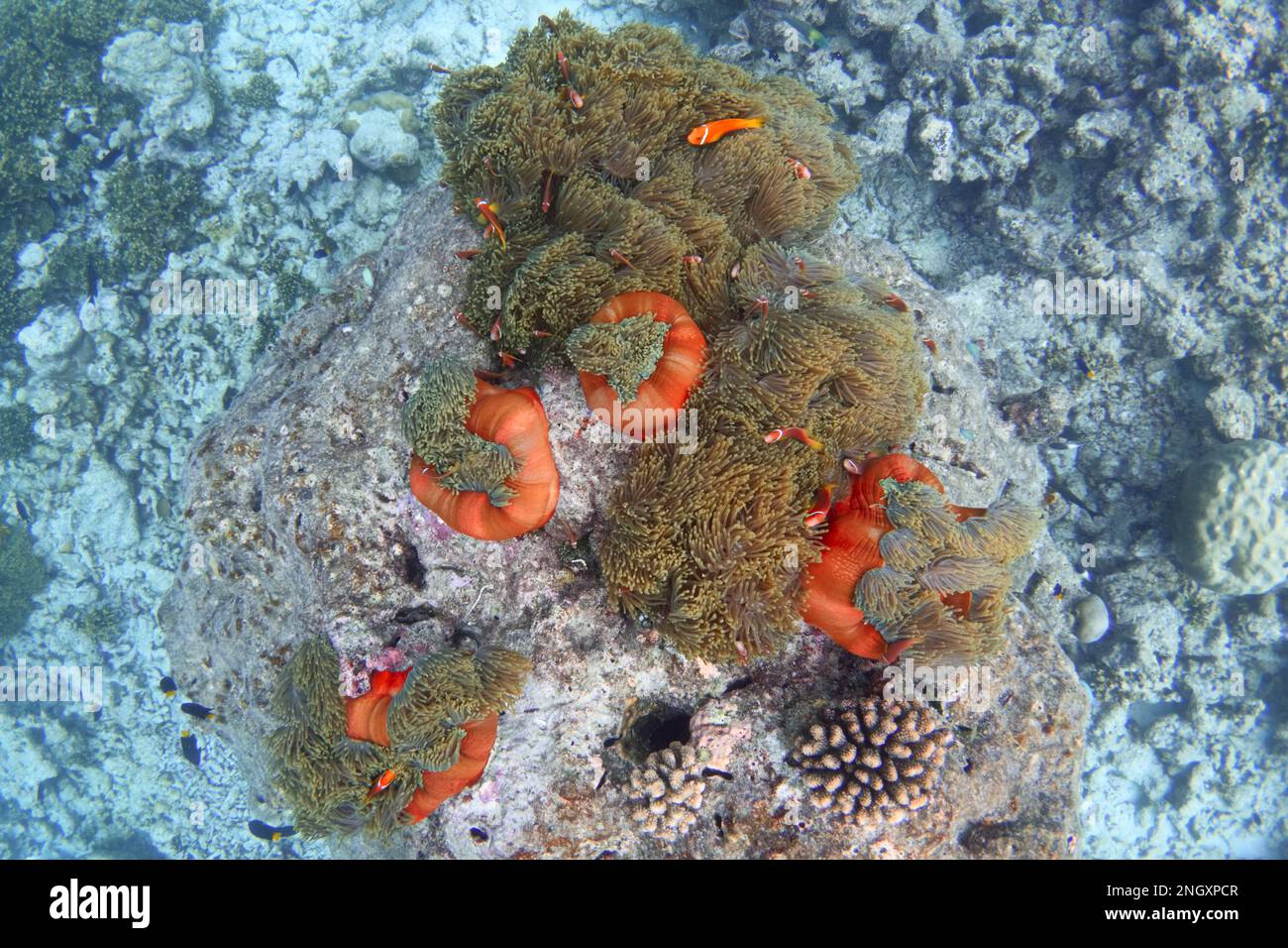 Group of red sea anemones on bleached coral reef. Global warming Stock Photo