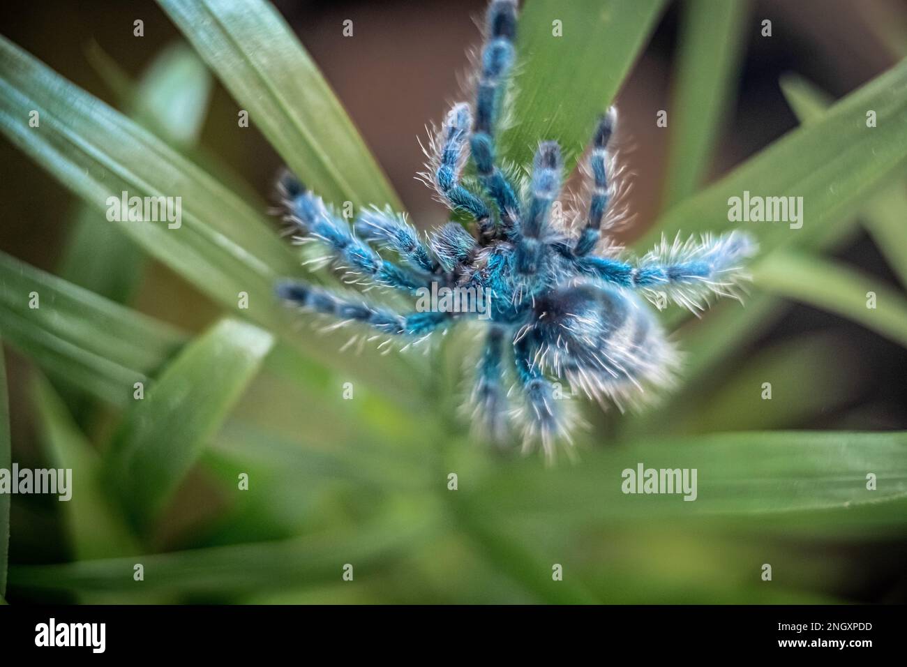 The Antilles pinktoe tarantula (Caribena versicolor), also known as the