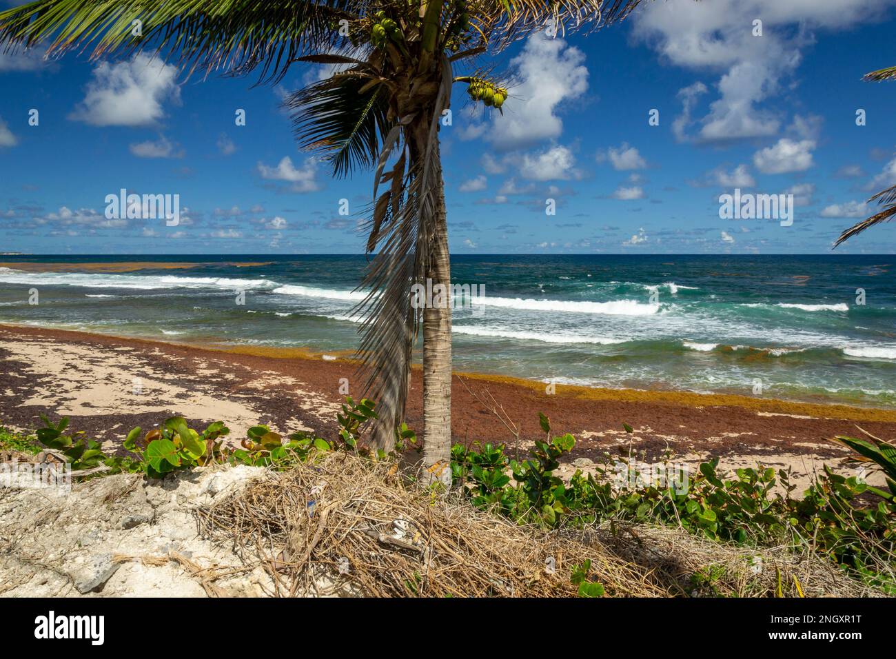 Bathsheba beach Barbados, Atlantic Ocean sea, big white breakers, turquoise sea, white sand and palm trees Stock Photo