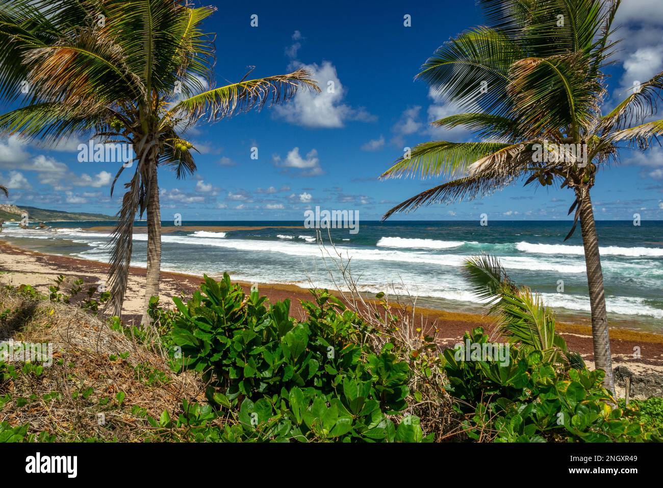 Bathsheba beach Barbados, Atlantic Ocean sea, big white breakers, turquoise sea, white sand and palm trees Stock Photo