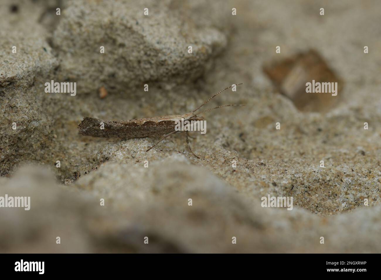 Detailed closeup on the small Diamond-back micro moth, Plutella xylostella, sitting on a stone Stock Photo