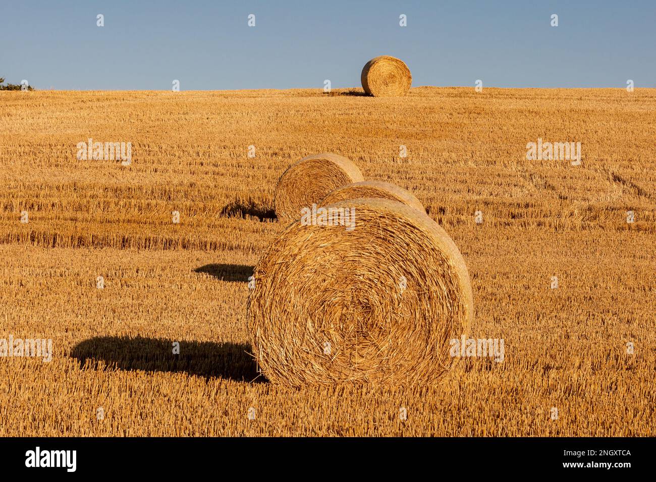 Hay bales after harvesting, on a summer's day in Sussex Stock Photo - Alamy