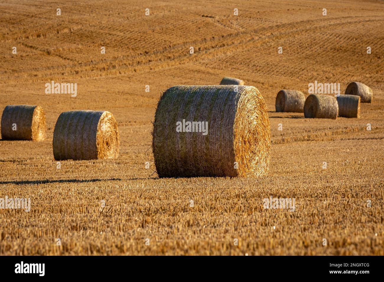 Hay bales after harvesting, on a summer's day in Sussex Stock Photo - Alamy