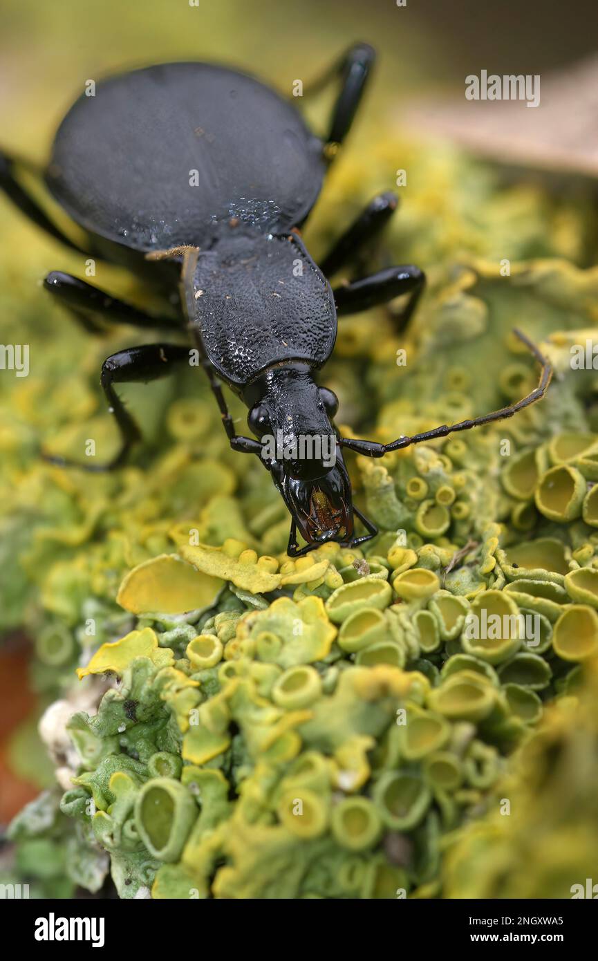 Natural closeup on rare black snaileating beetle, Cychrus caraboides