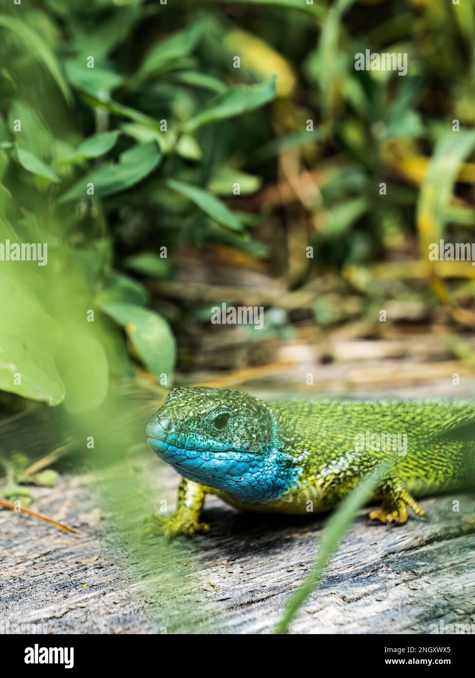 European green lizard (Lacerta viridis) between grass from the front during summer in Hungary Stock Photo