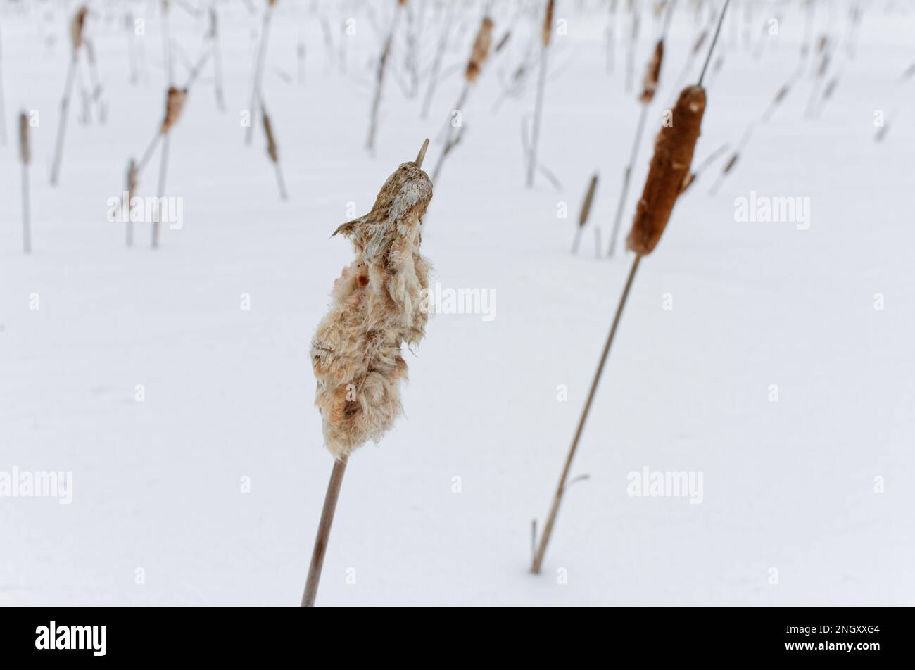 Bullrush Invasive Dry bulrushes hi-res stock photography and images - Alamy