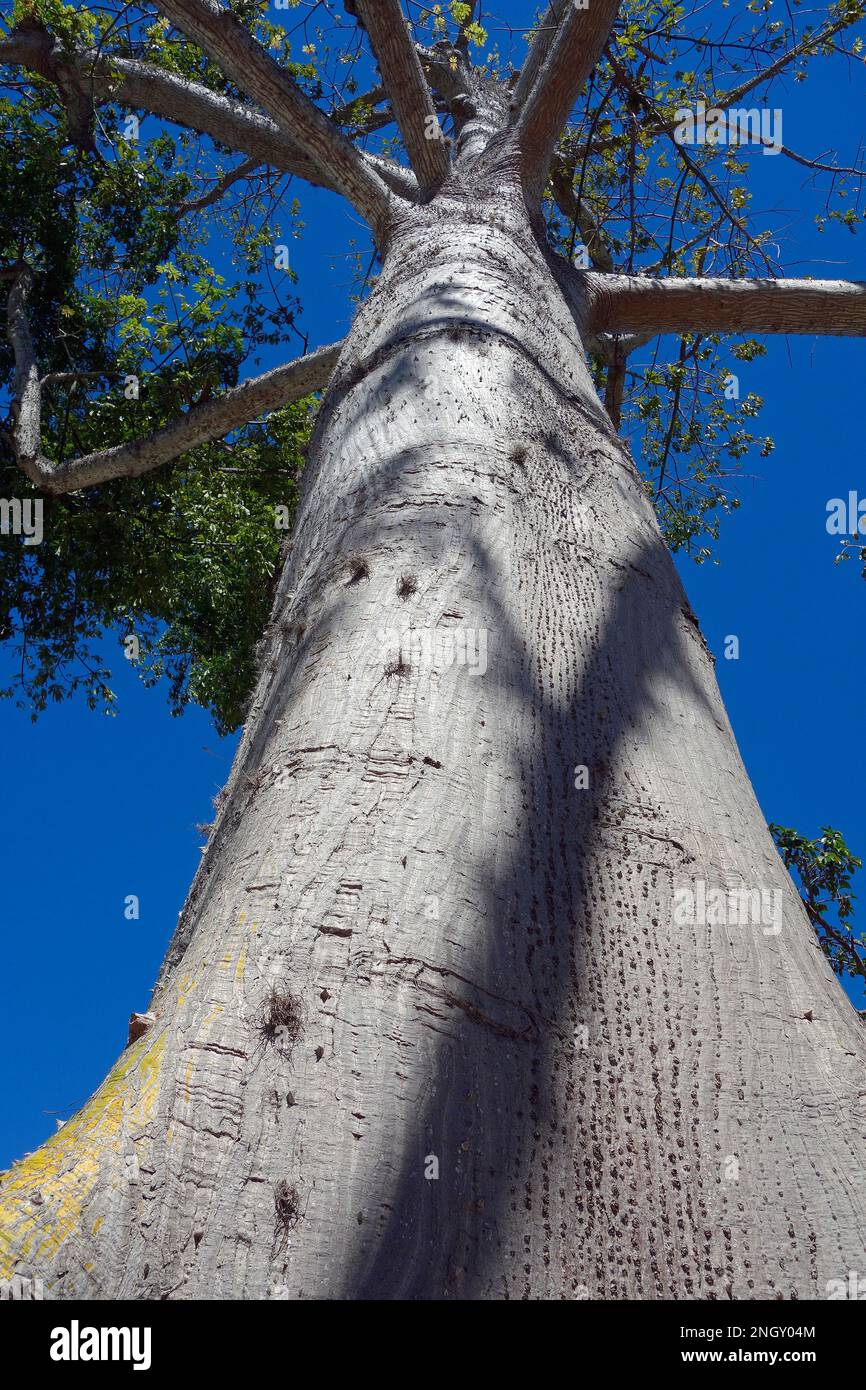 looking up a Amazon rainforest Kapok tree Stock Photo