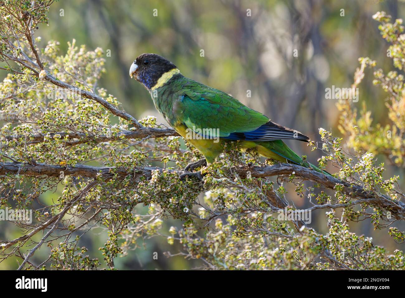 Australian Ringneck - Barnardius zonarius is parrot native to Australia, early two species Port Lincoln parrot (Barnardius zonarius) and Mallee Ringne Stock Photo
