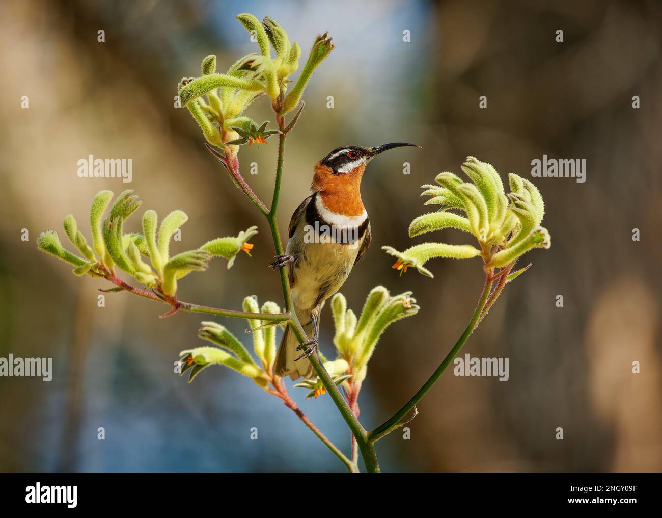 Western Spinebill - Acanthorhynchus superciliosus honeyeater found in south-western Australia, black head, gray back and wings, curved long bill, bird Stock Photo