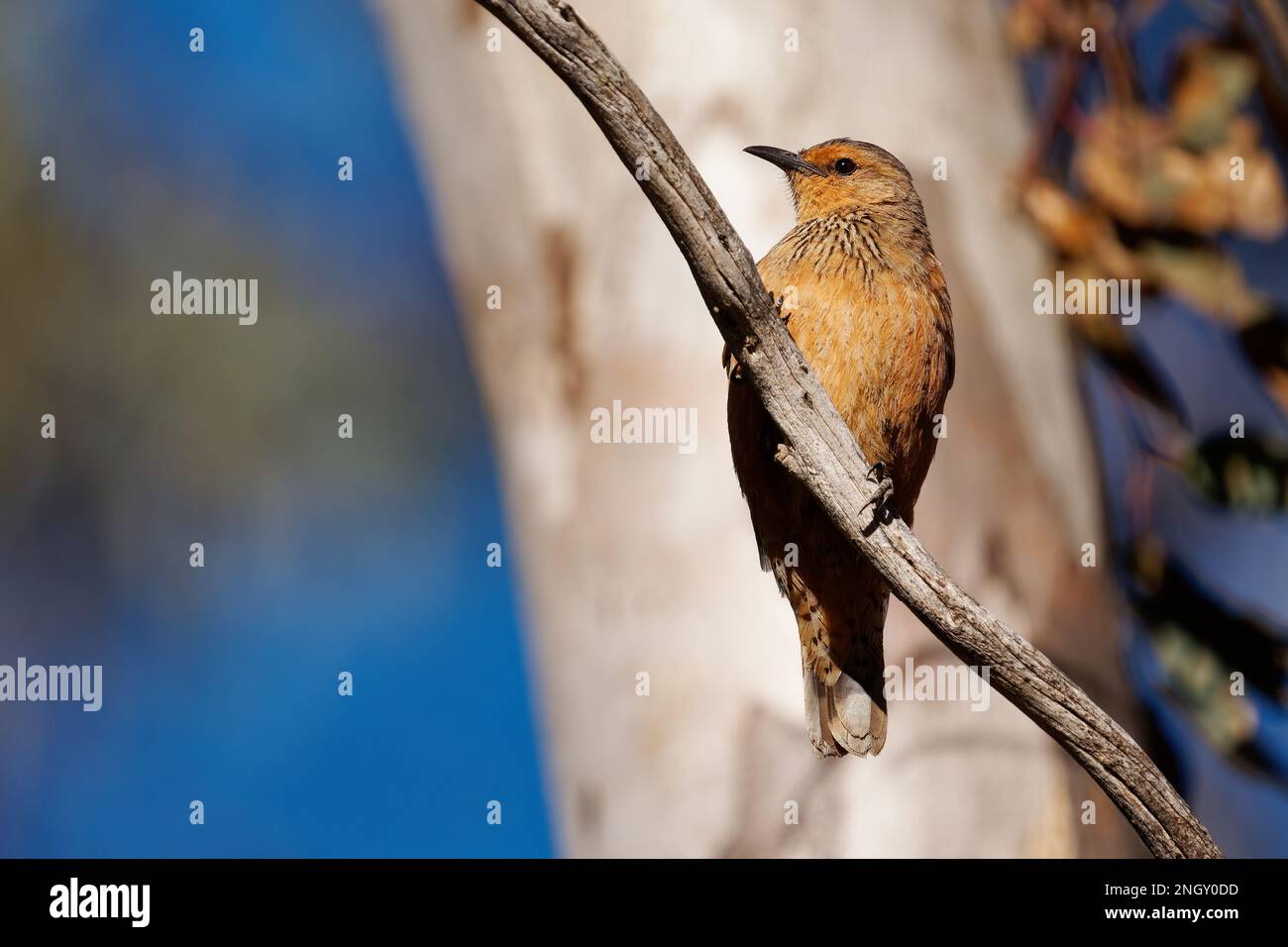 Rufous Treecreeper Climacteris rufus bird in Climacteridae, endemic