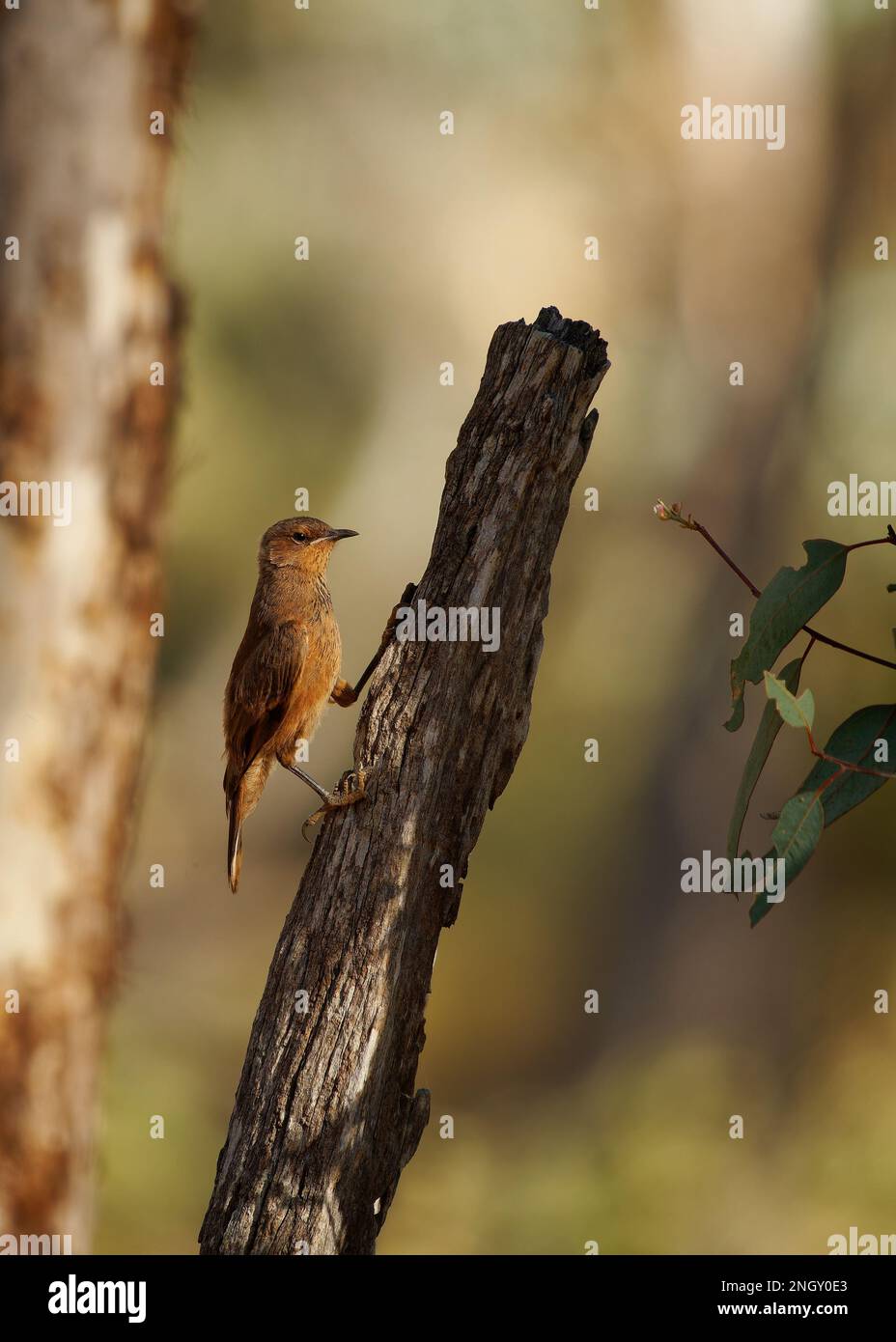 Rufous Treecreeper Climacteris rufus bird in Climacteridae, endemic