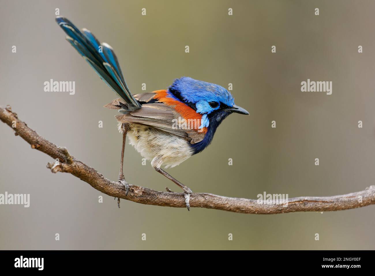 blue breasted fairy wren