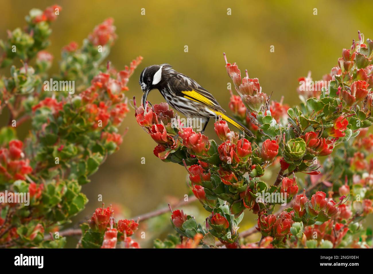 White-cheeked Honeyeater - Phylidonyris niger bird feeds on nectar on the red flower Adenanthos cuneatus, east coast and the south-west corner of Aust Stock Photo