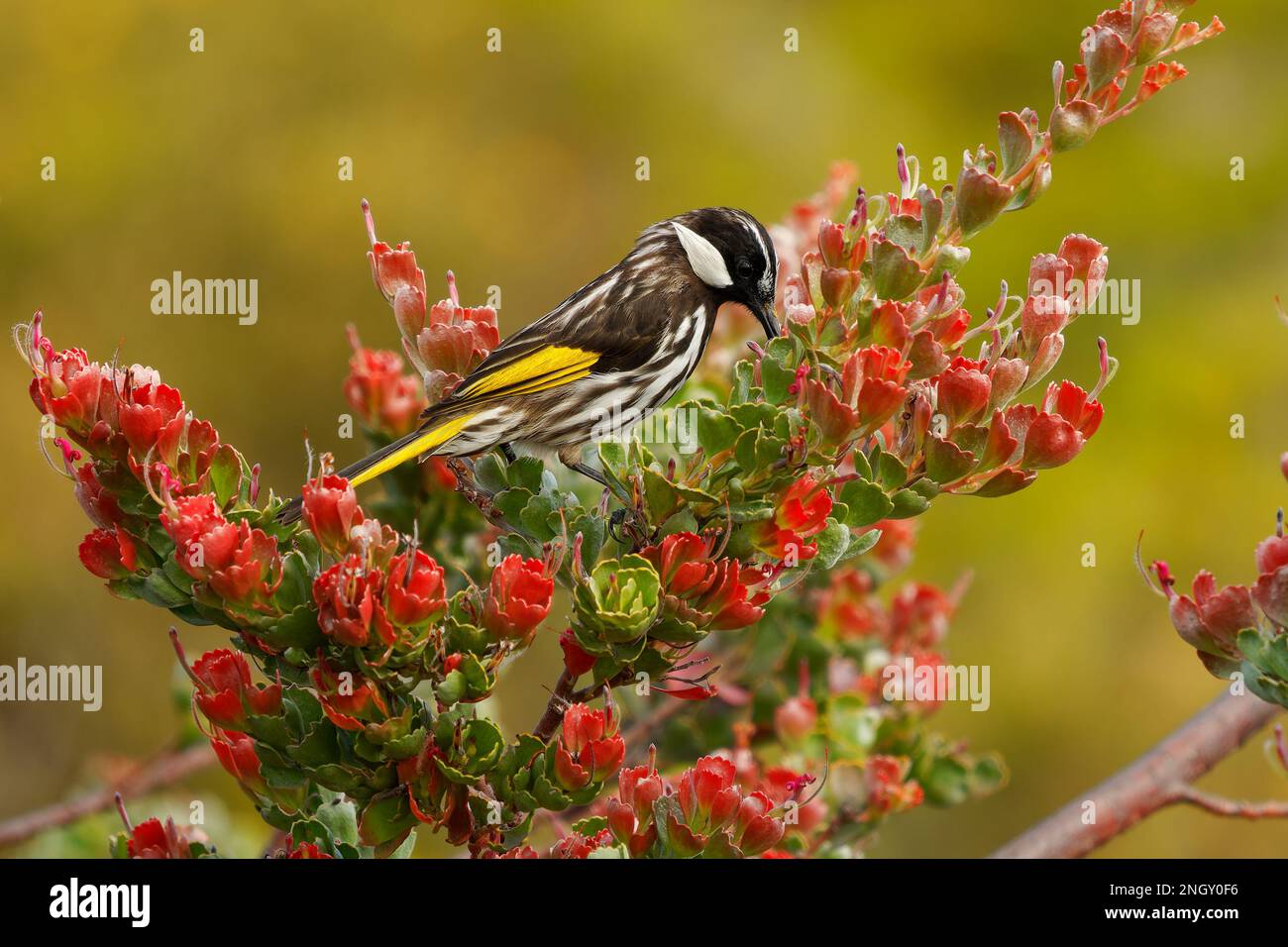 White-cheeked Honeyeater - Phylidonyris niger bird feeds on nectar on the red flower Adenanthos cuneatus, east coast and the south-west corner of Aust Stock Photo
