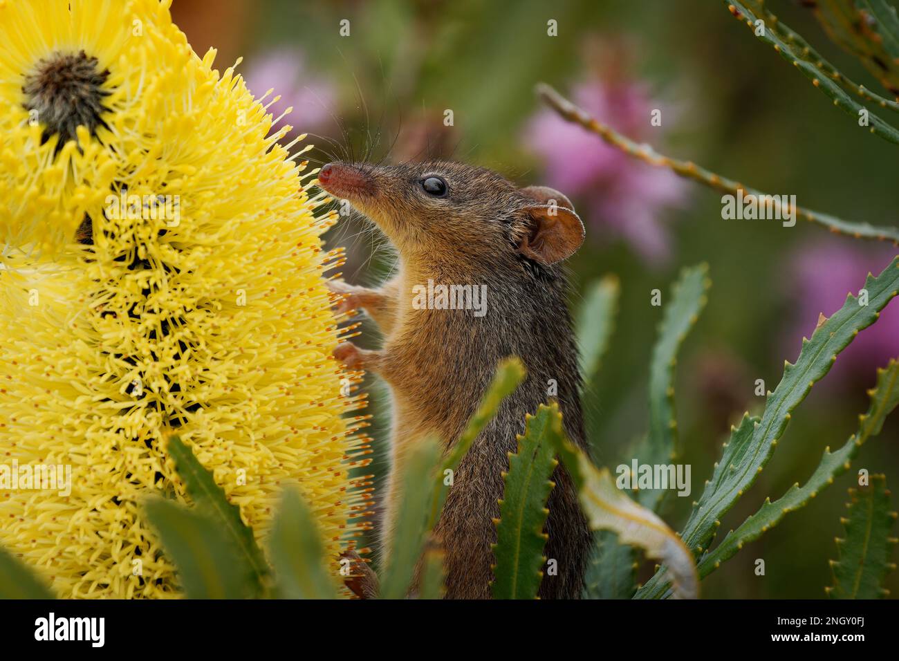 Honey Possum or noolbenger Tarsipes rostratus tiny marsupial feeds on the nectar and pollen of yellow bloom, important pollinator for Banksia attenuat Stock Photo