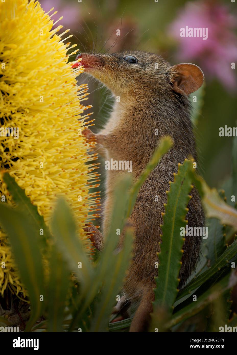 Honey Possum or noolbenger Tarsipes rostratus tiny marsupial feeds on the nectar and pollen of yellow bloom, important pollinator for Banksia attenuat Stock Photo