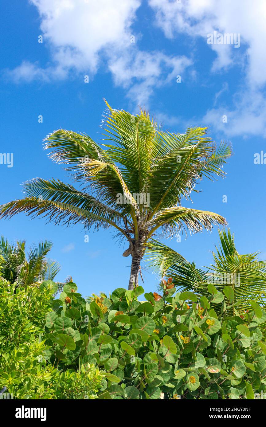 Tropical plants and palms, Orient Bay (Baie Orientale), St Martin (Saint-Martin), Lesser Antilles, Caribbean Stock Photo