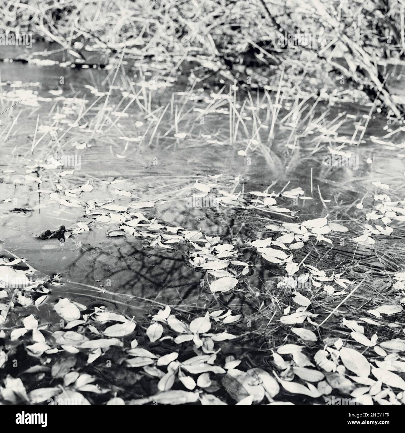 Monochrome photograph of leaves on a frozen pond in winter Stock Photo