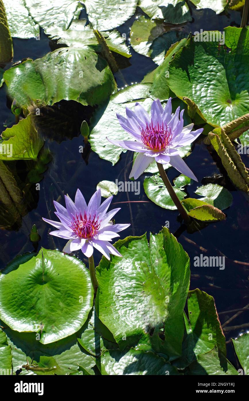 purple water lily Stock Photo