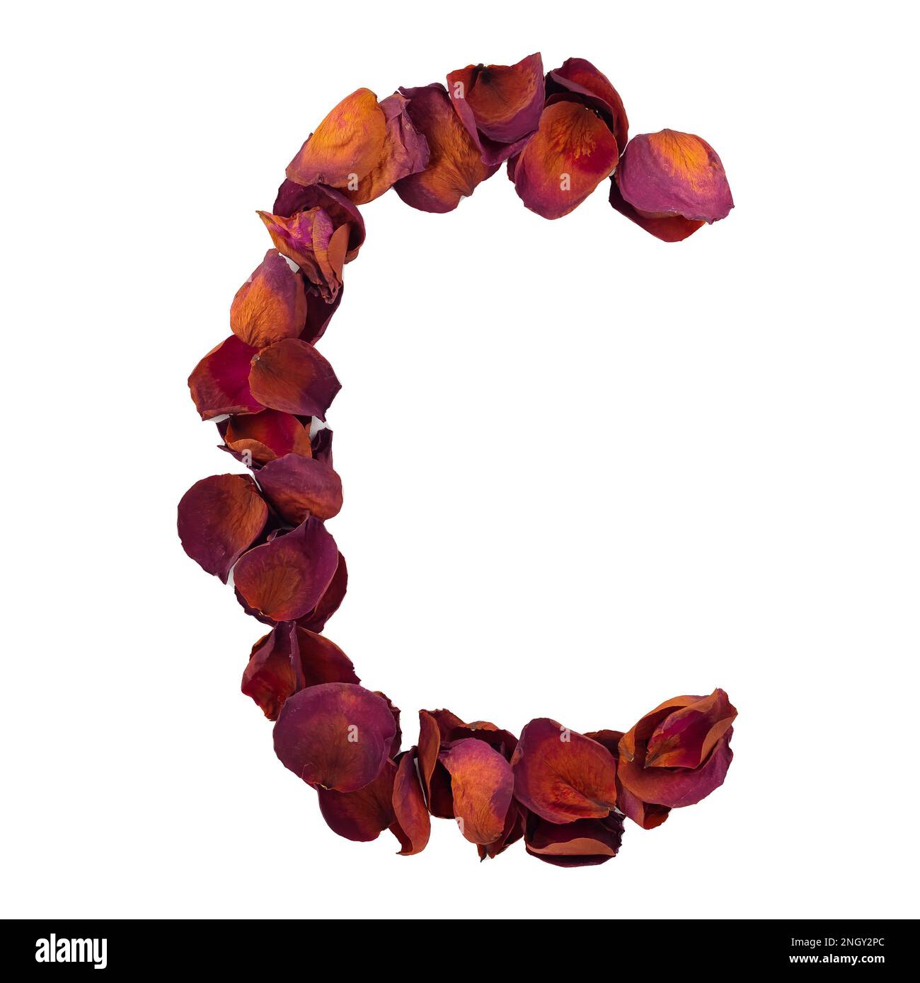Letter C from dry red rose petals, isolated on white background. Nature