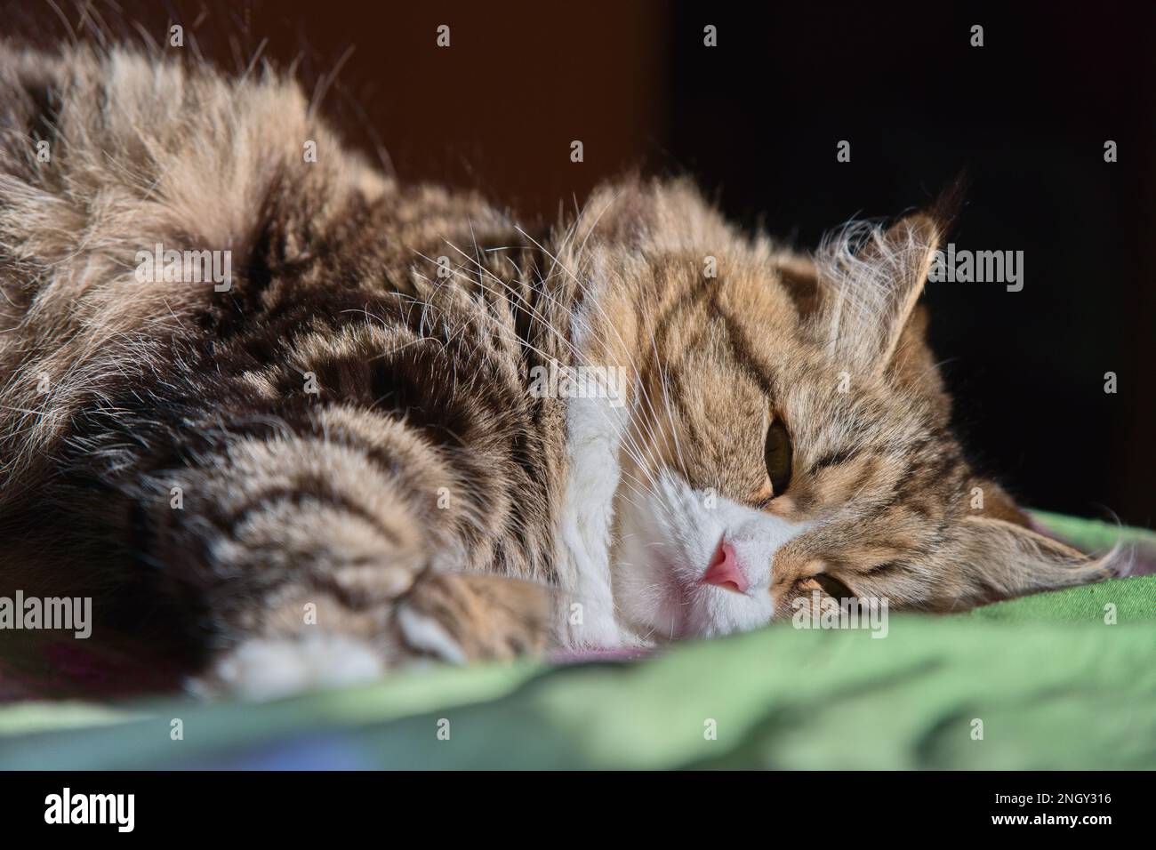 Mína - Siberian cat is lying on the bed Stock Photo