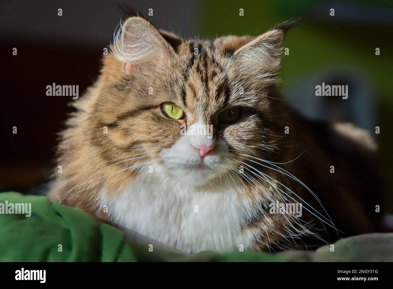 Mína - Siberian cat is lying on the bed Stock Photo