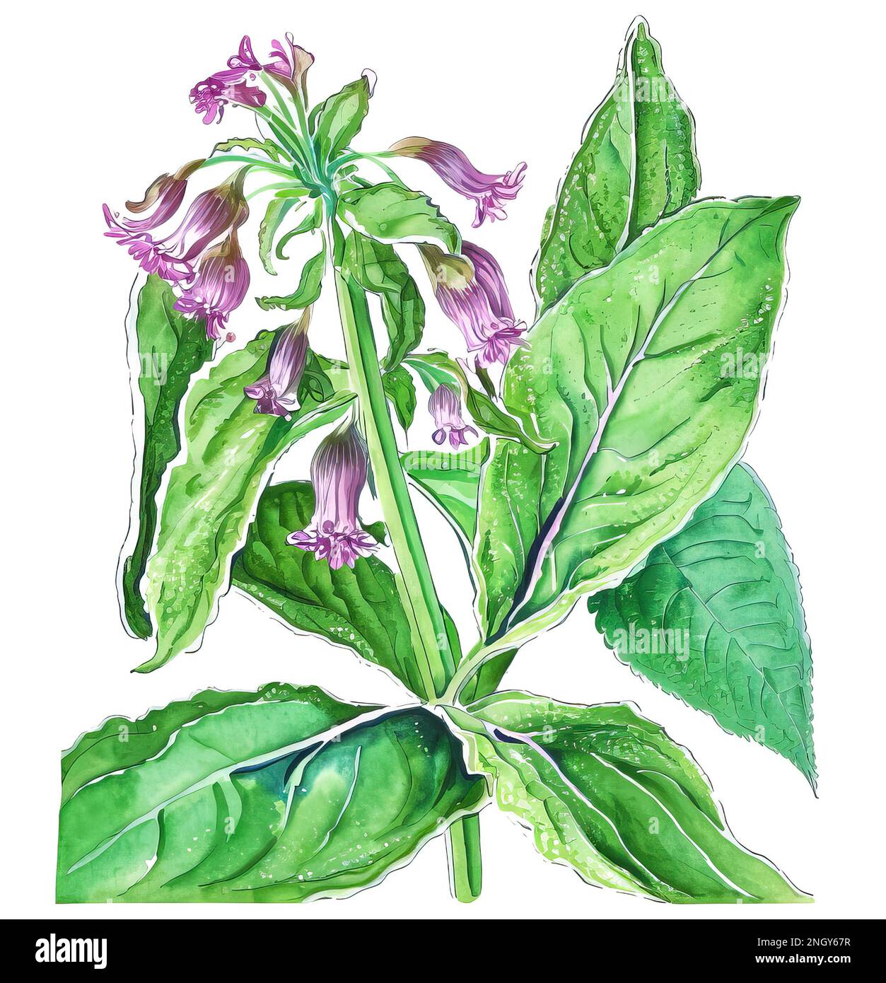 Comfrey plant, traditional herbal medicine, isolated on white