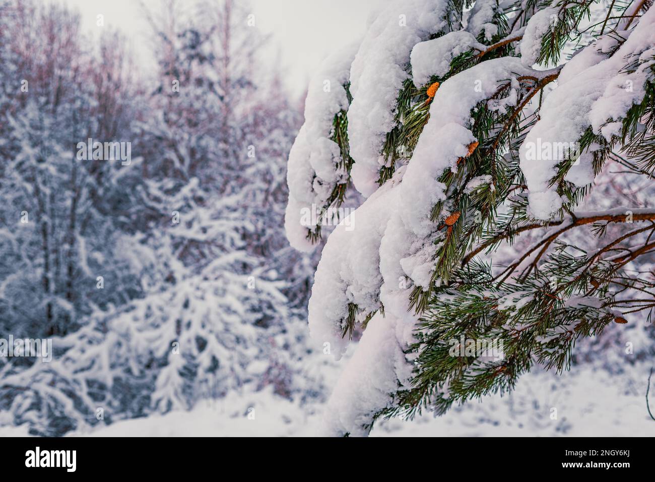 snow -capped pine branch with cones winter day Stock Photo