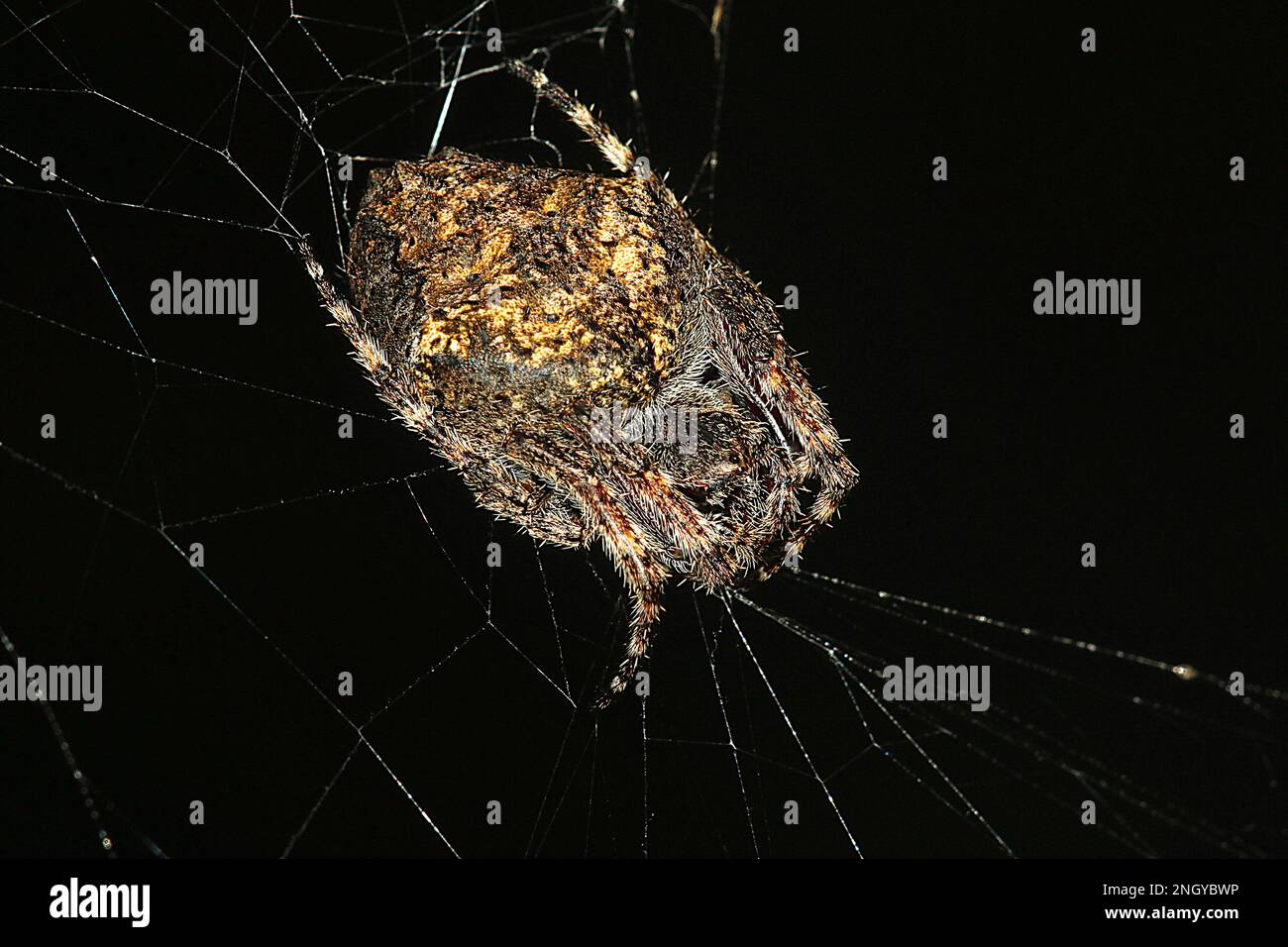 Orbweb spiders (Socca pustulosa) Stock Photo