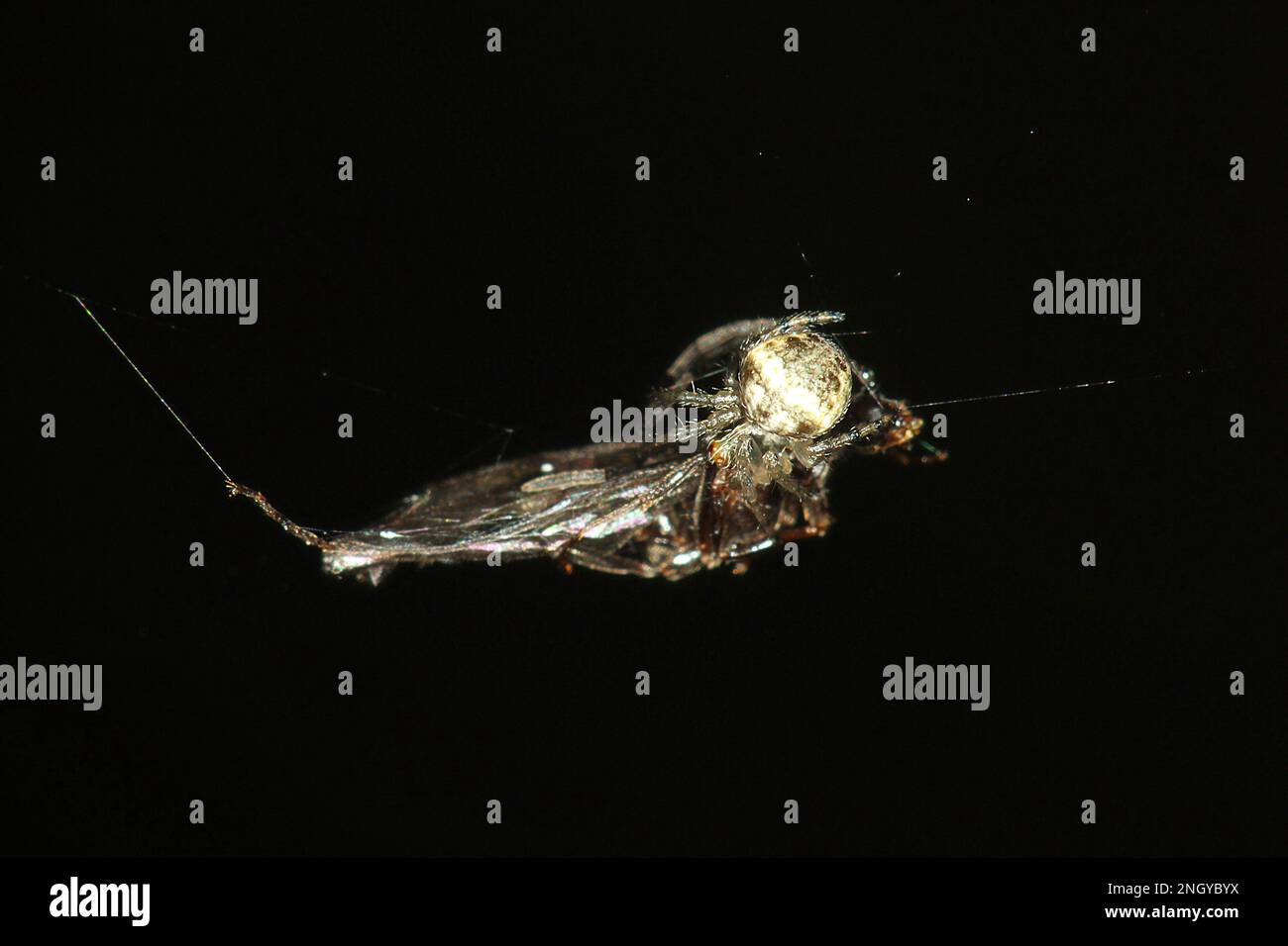 Orbweb spiders (Socca pustulosa) Stock Photo
