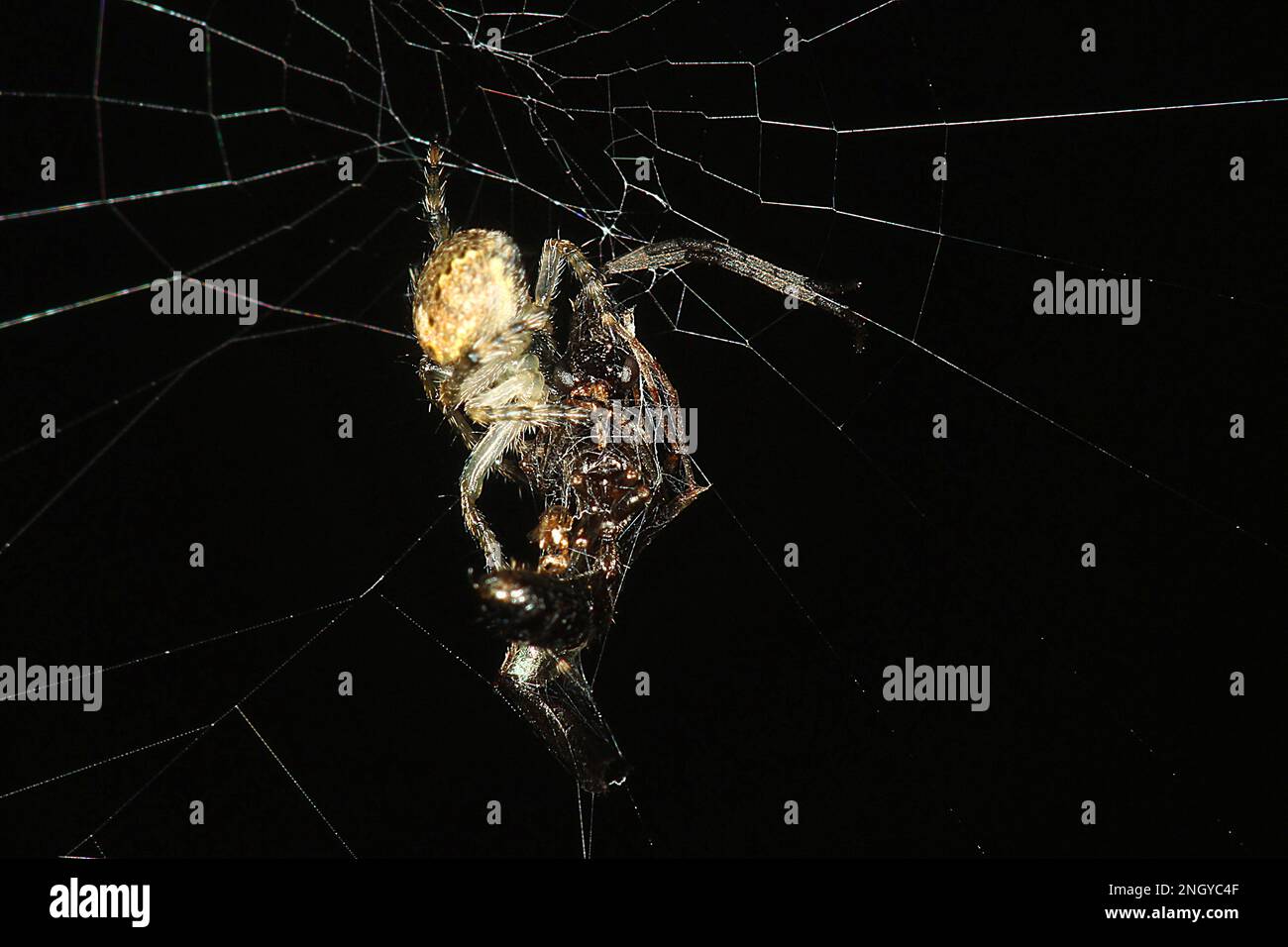 Orbweb spiders (Socca pustulosa) Stock Photo