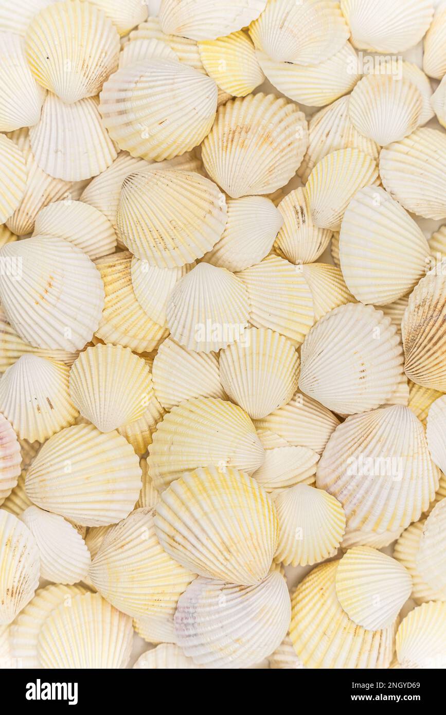 set of clam mollusc shells isolated on white background Stock Photo - Alamy