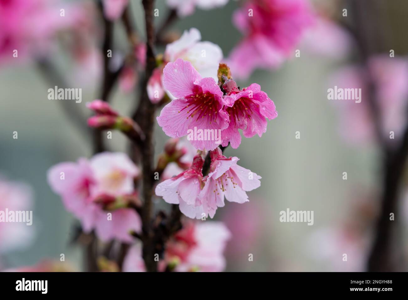 Sakura with raindrops. Fresh pink cherry blossoms after the rain ...