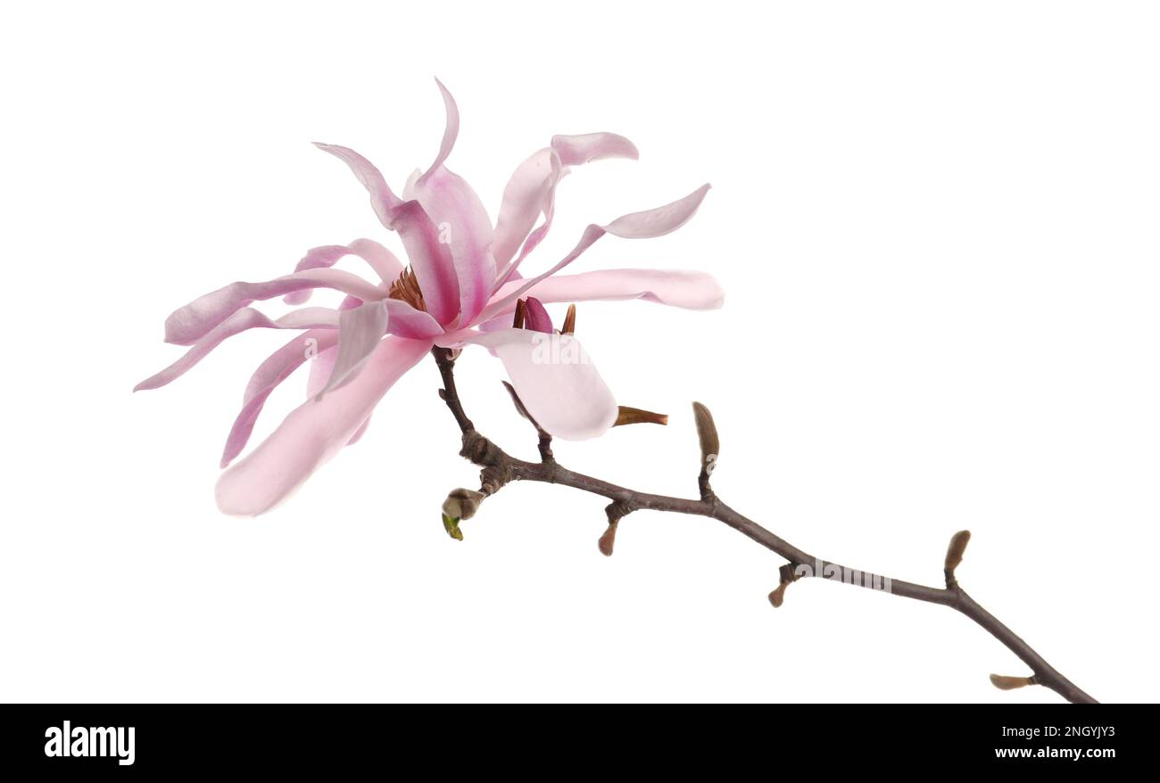 Magnolia tree branch with beautiful flower isolated on white Stock ...
