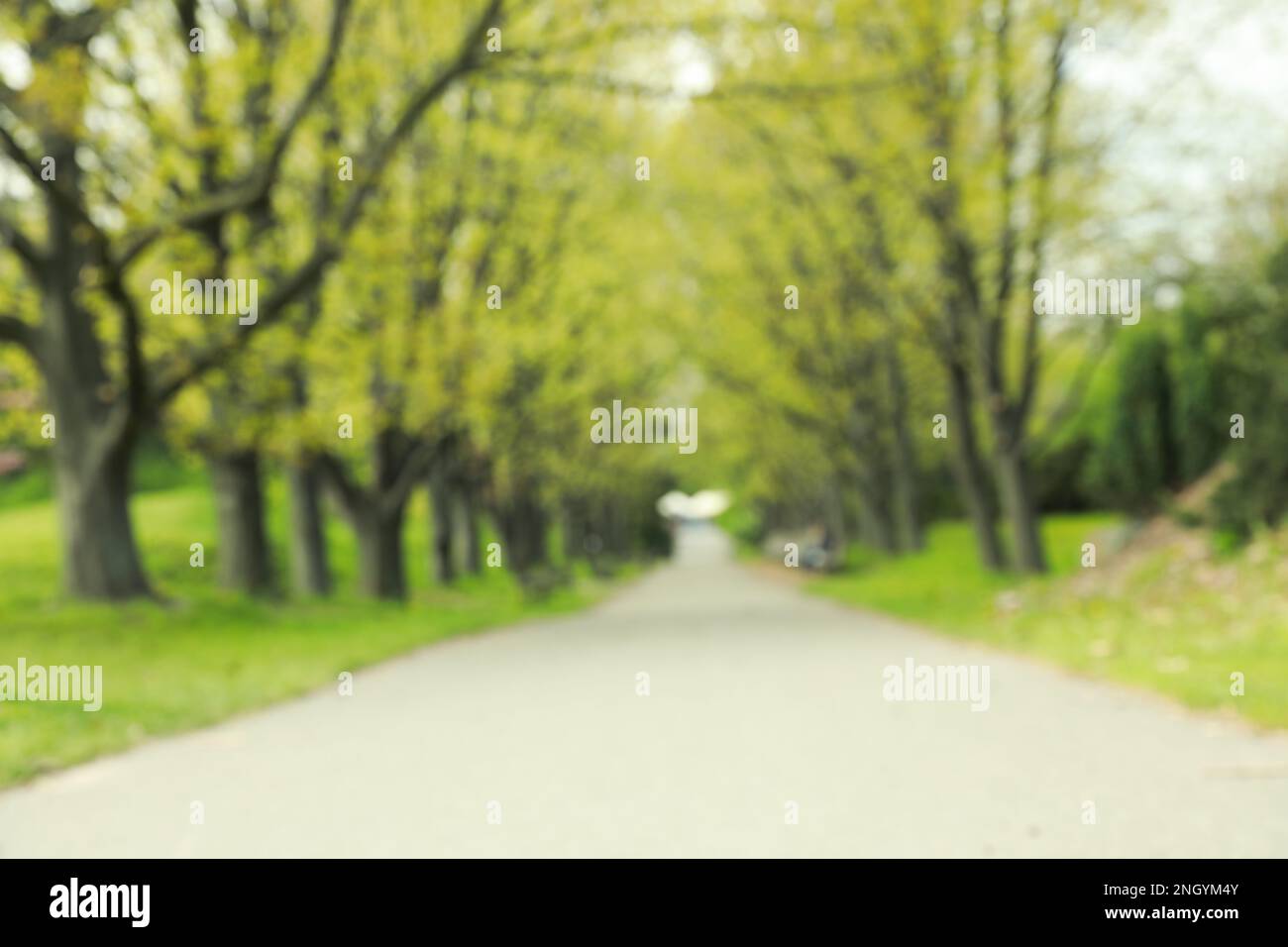 Blurry park scene green trees hi-res stock photography and images - Alamy