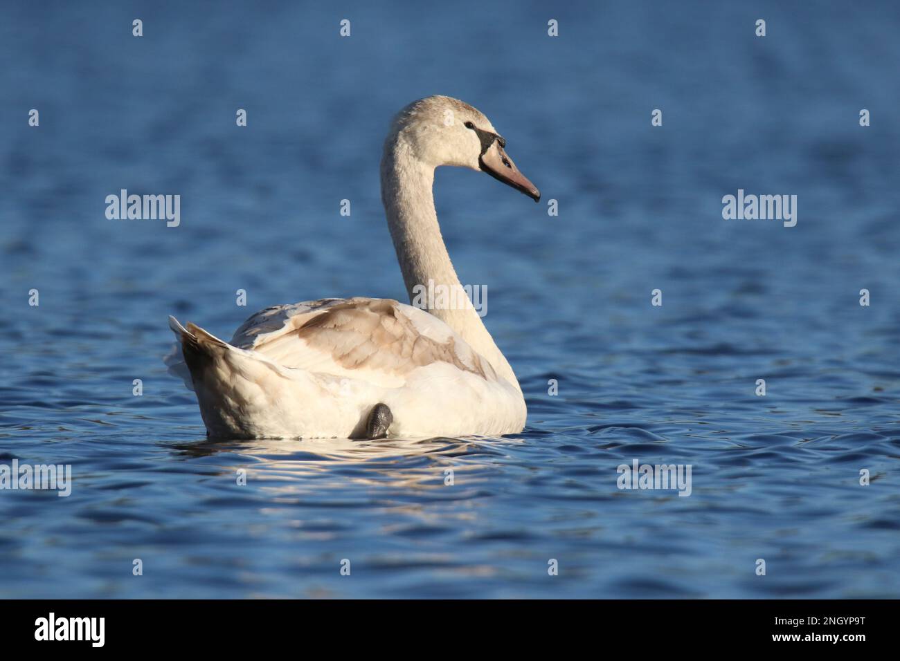 One young mute swan Cygnus olor swimming on a blue lake in winter Stock Photo