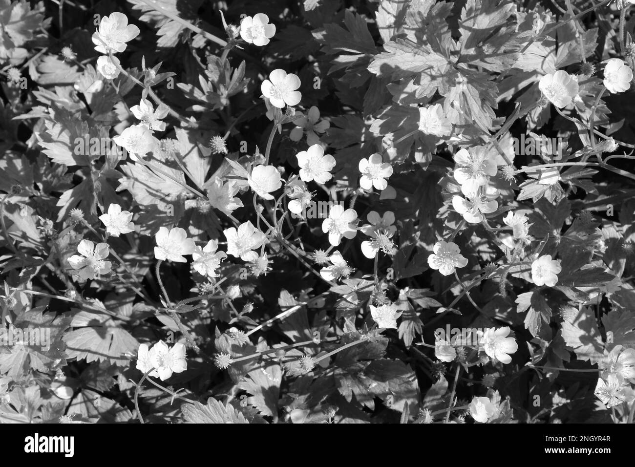 Black and white artistic buttercup flower spring background. Moody alternative spring wallpapers Stock Photo