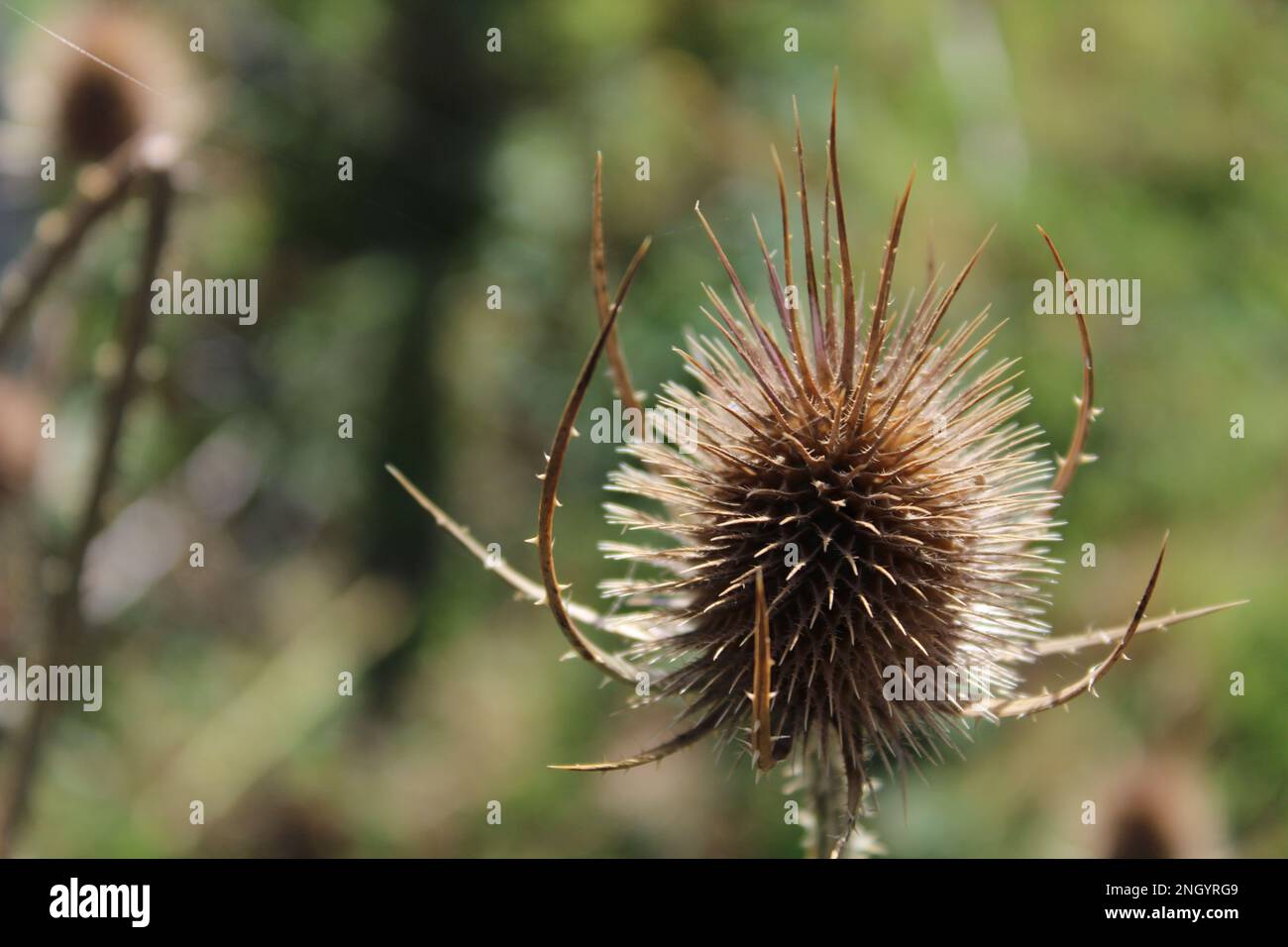 Dipsacus Laciniatus - egg-shaped head subtended by long bracts. Dried out, isolated teasle Stock Photo