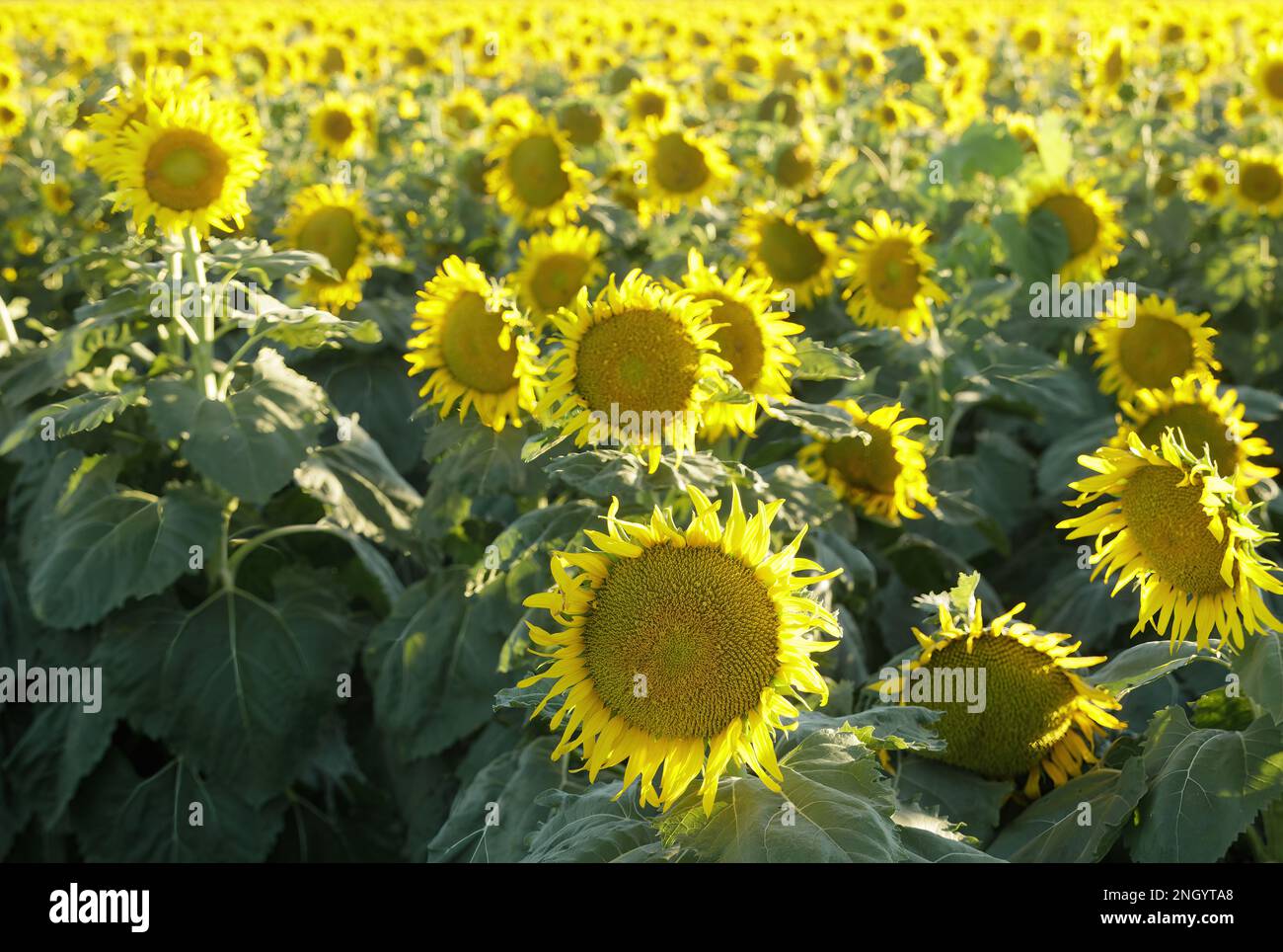 Sunflower field dixon california hi-res stock photography and images - Alamy