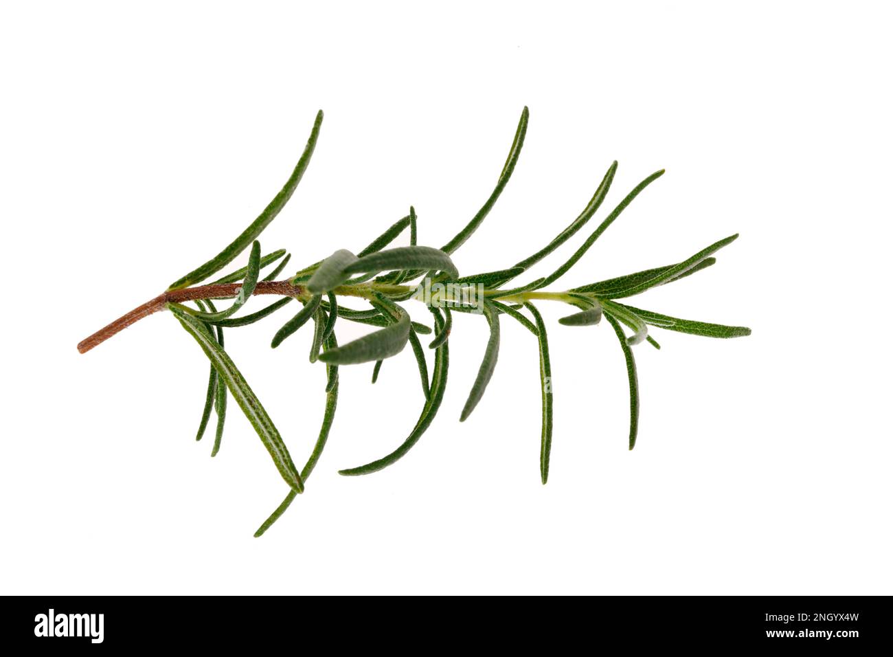 Fresh rosemary isolated on a white background Stock Photo - Alamy