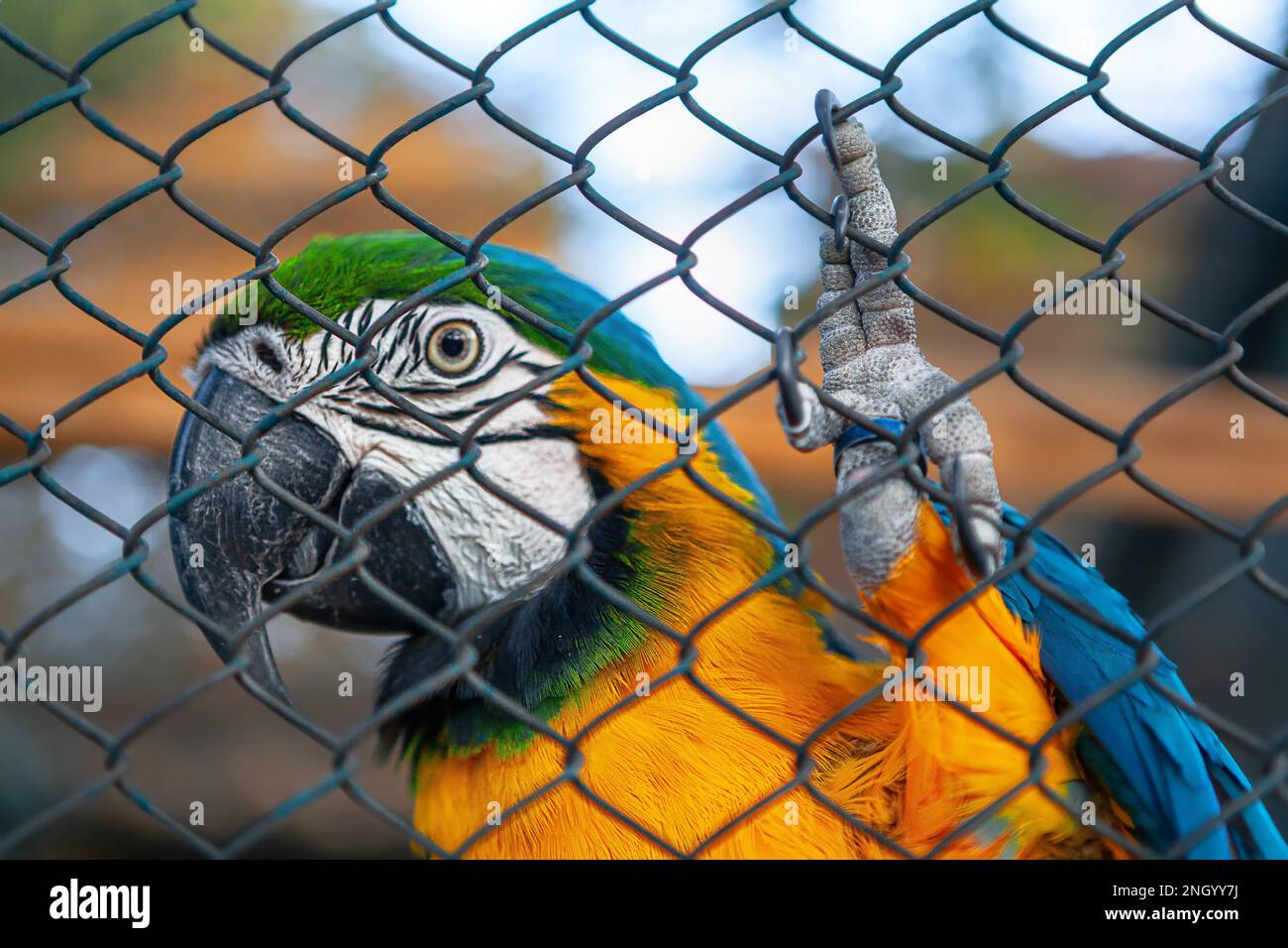 Image showcasing Macaw in a cage . Colorful parrot at zoo Stock Photo - Alamy