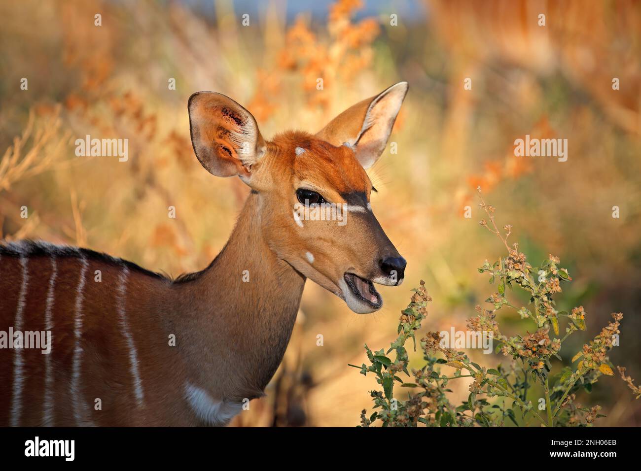 Portrait of a Nyala antelope (Tragelaphus angasii), Kruger National Park, South Africa Stock Photo