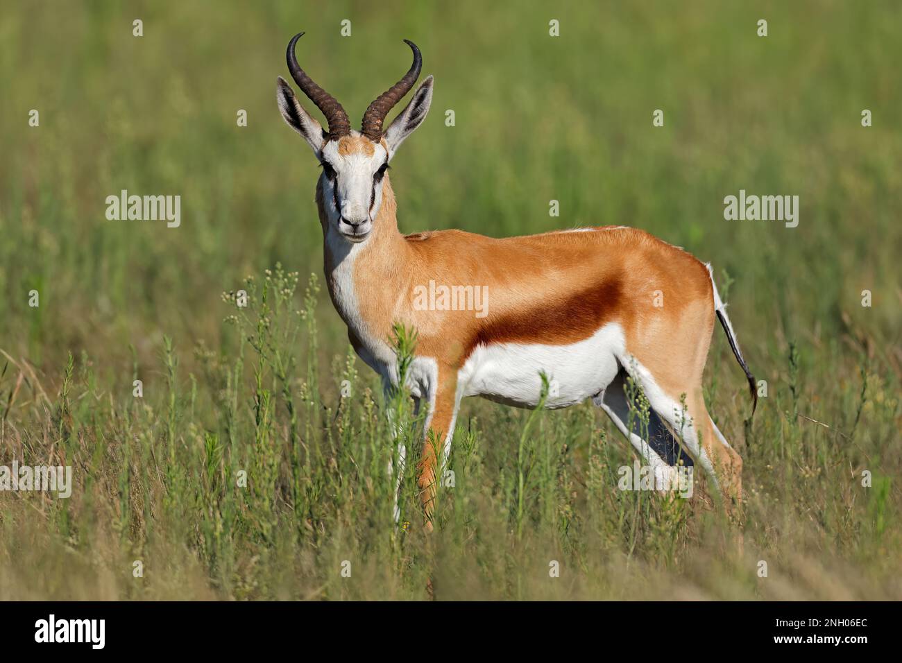 A Springbok Antelope Antidorcas Marsupialis In Natural Habitat A Springbok Antelope Antidorcas Marsupialis In Natural Habitat