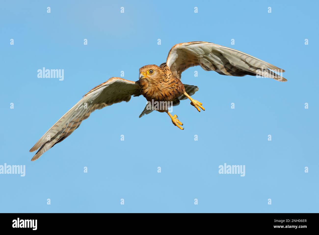 A greater kestrel (Falco rupicoloides) in flight with open wings, South Africa Stock Photo