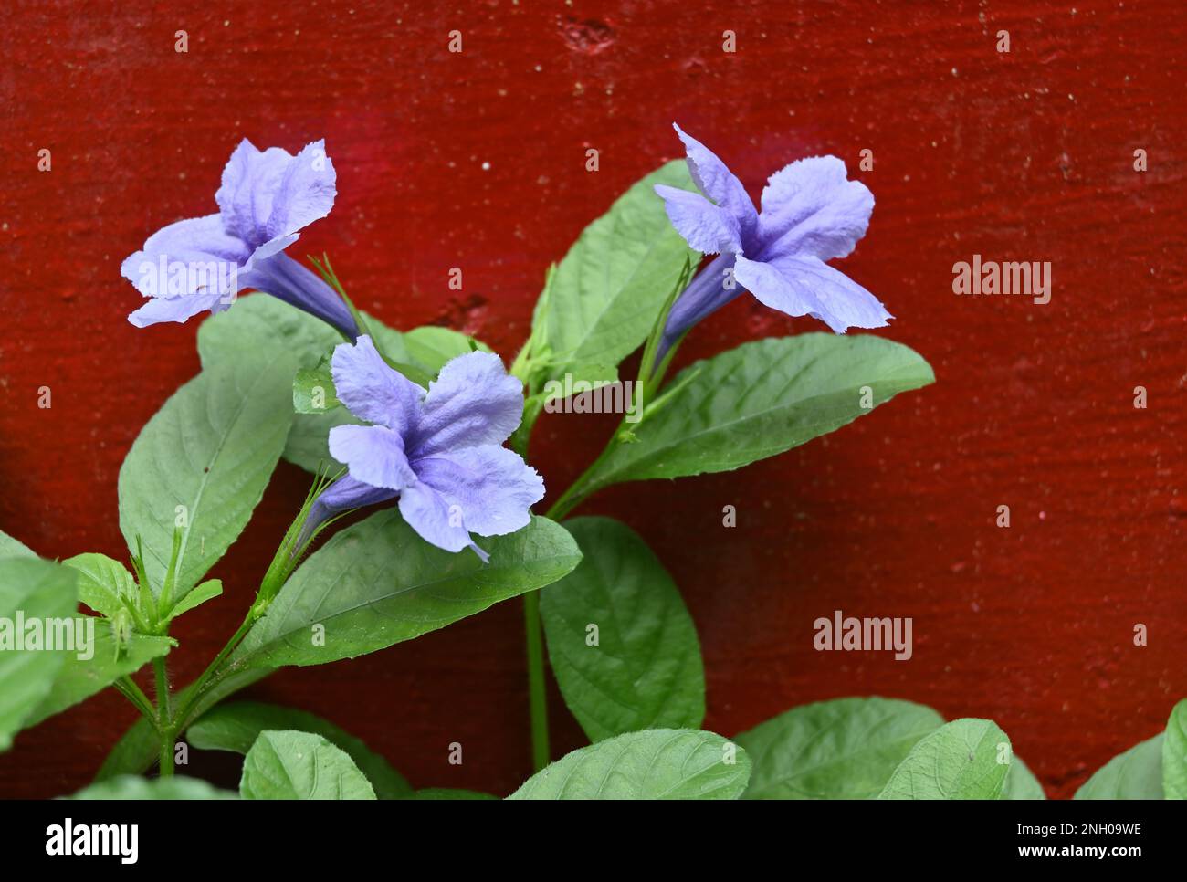 Purple trumpet shaped flowers of a Violet wild Petunia (Ruellia Nudiflora) plant against a reddish color wall Stock Photo